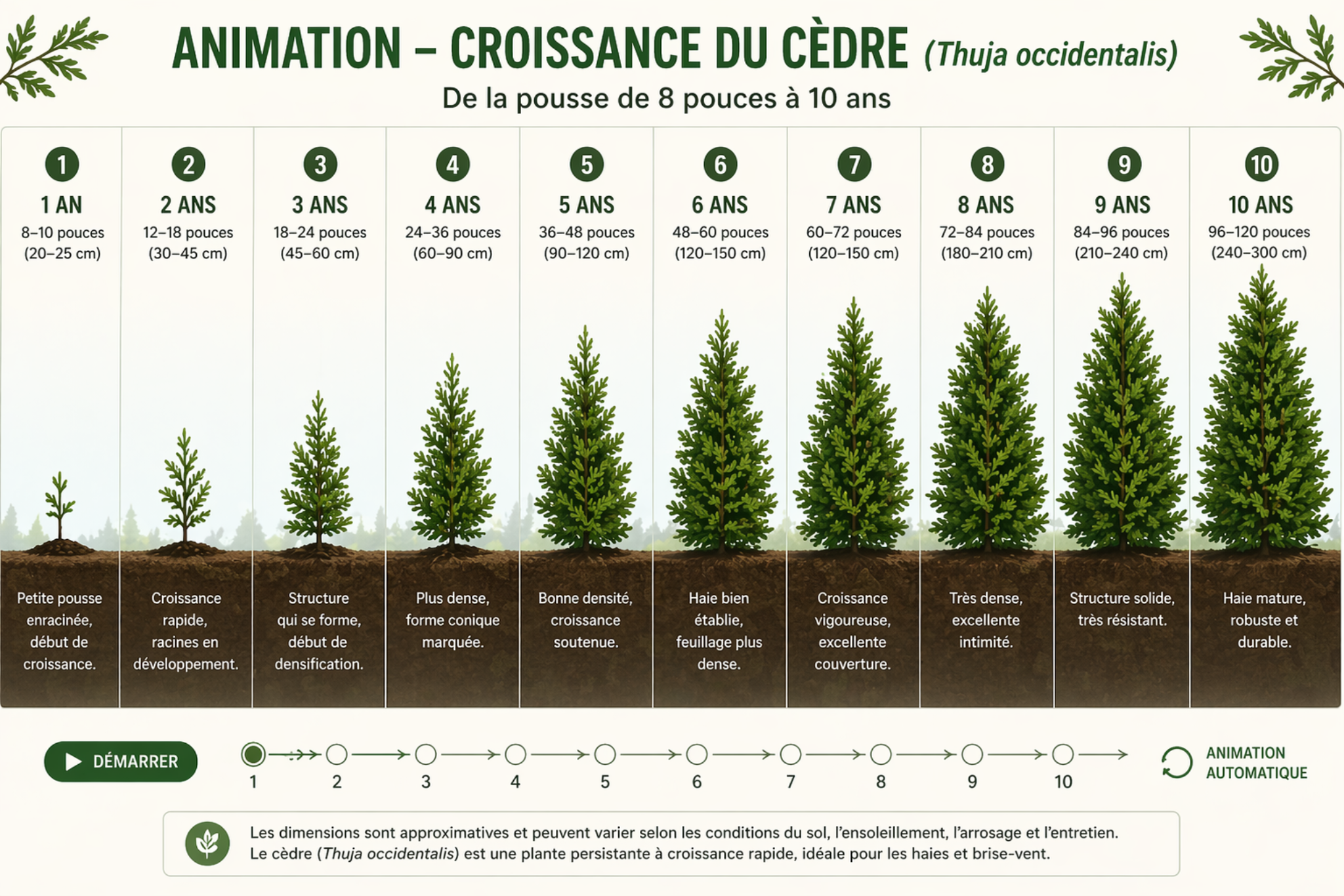 Croissance du cèdre